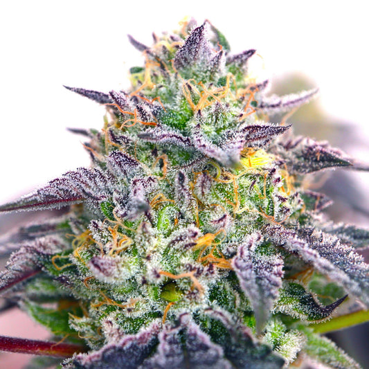 Elev8 Seeds - Spicy Guava