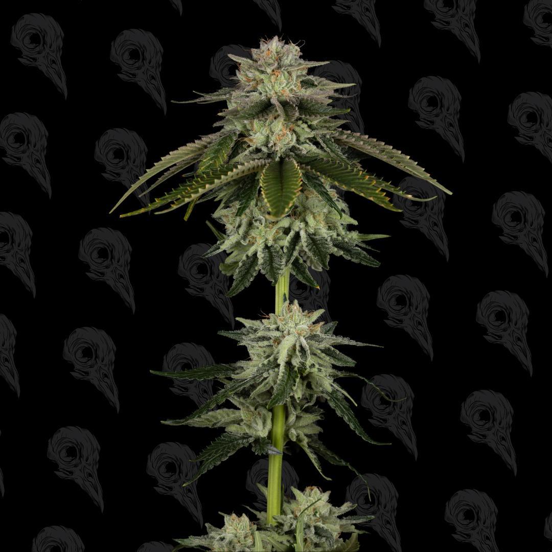 Dirty Bird - BLOODHOUND'S FANG