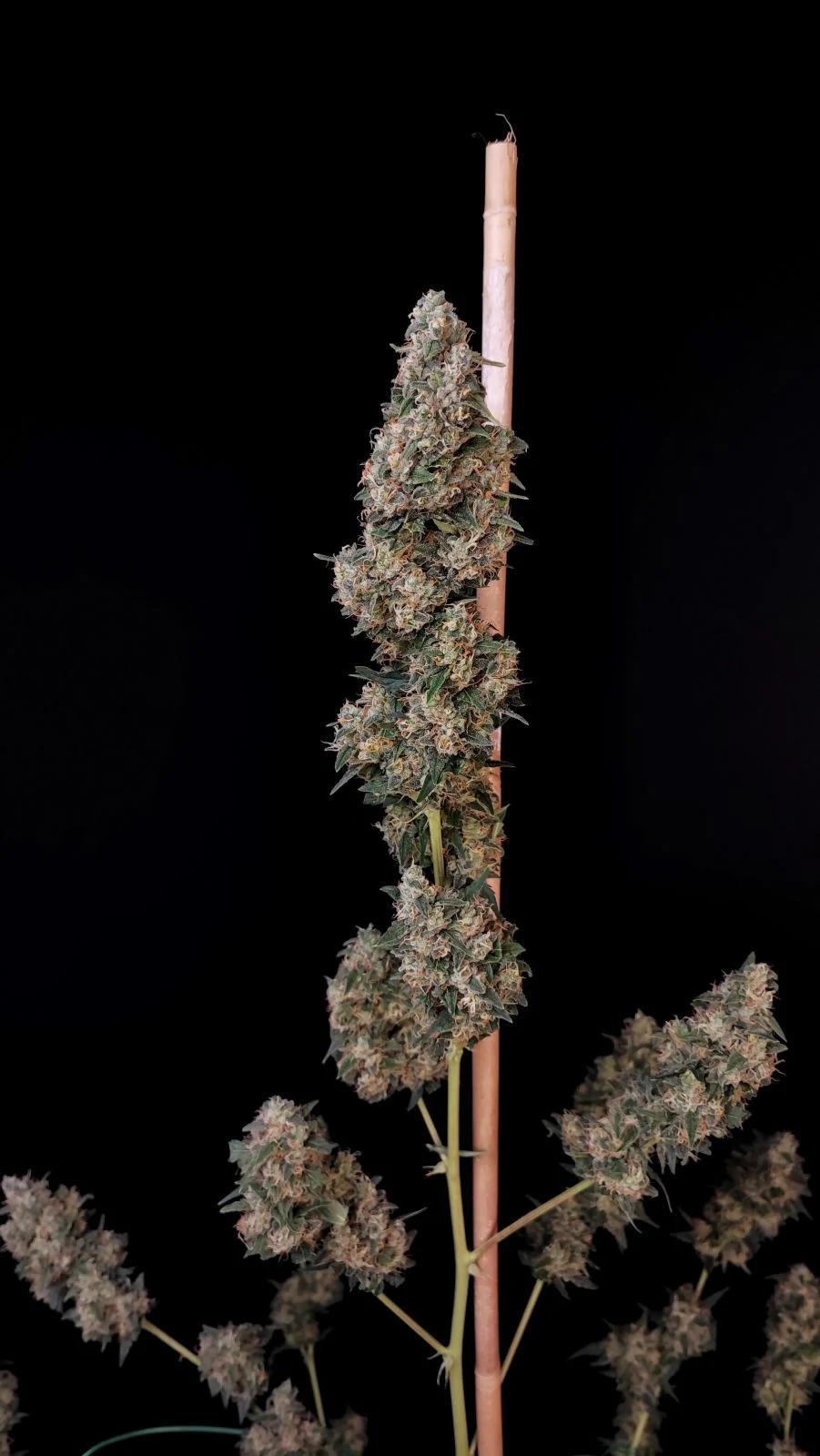 42 Fast Buds - Original Auto Cheese