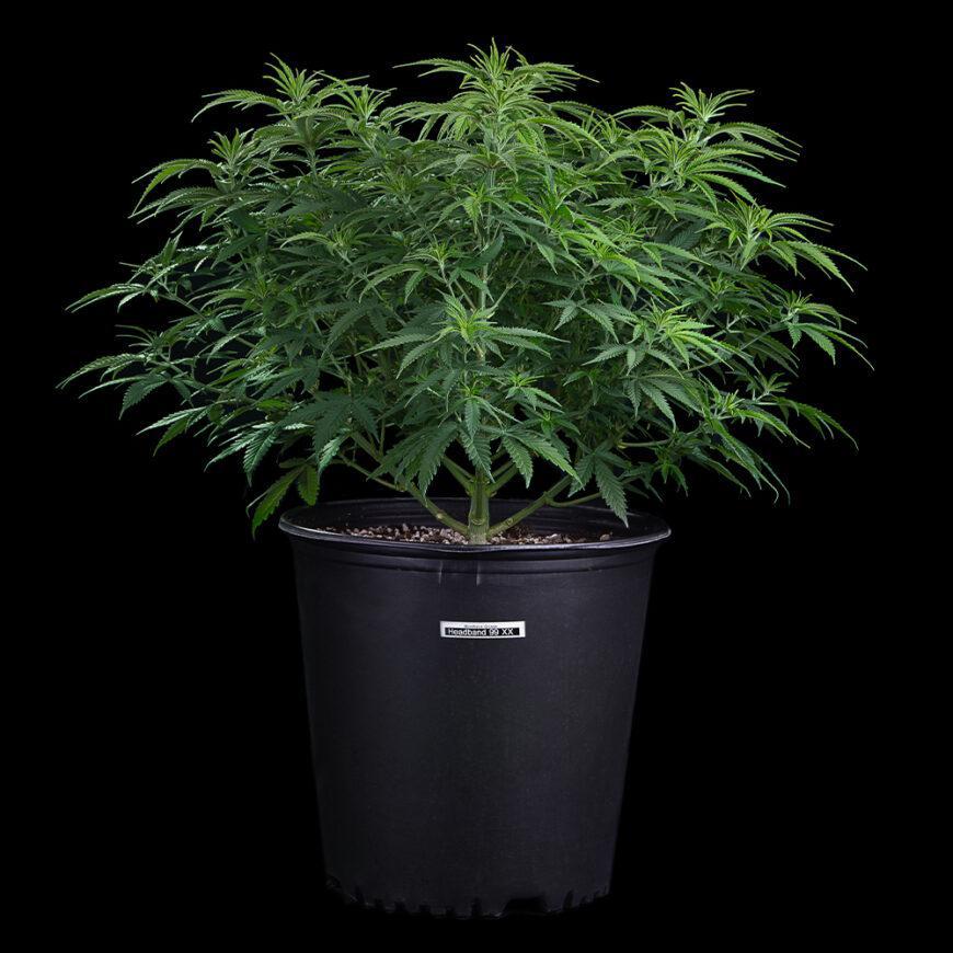 Brothers Grimm - Headband 99