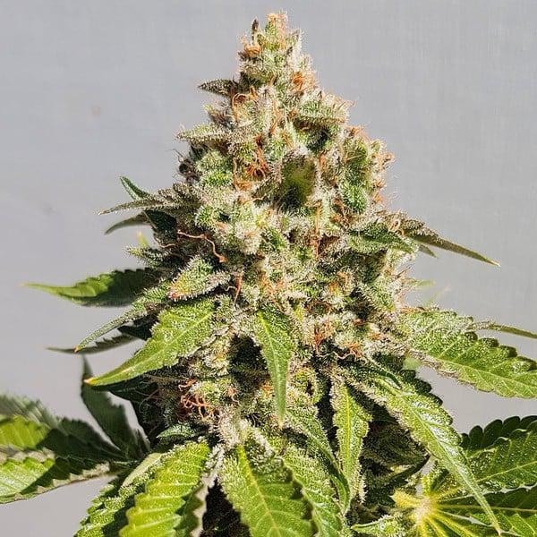 Royal Queen - Royal AK