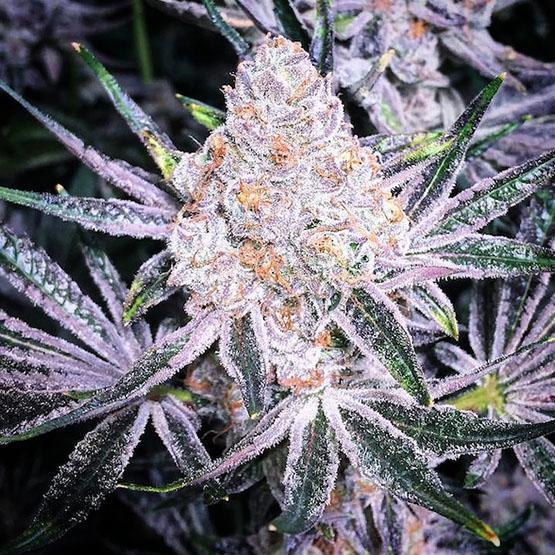 Ethos - Purple Sunset RBX2