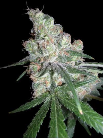 DNA Genetics - Chocolope