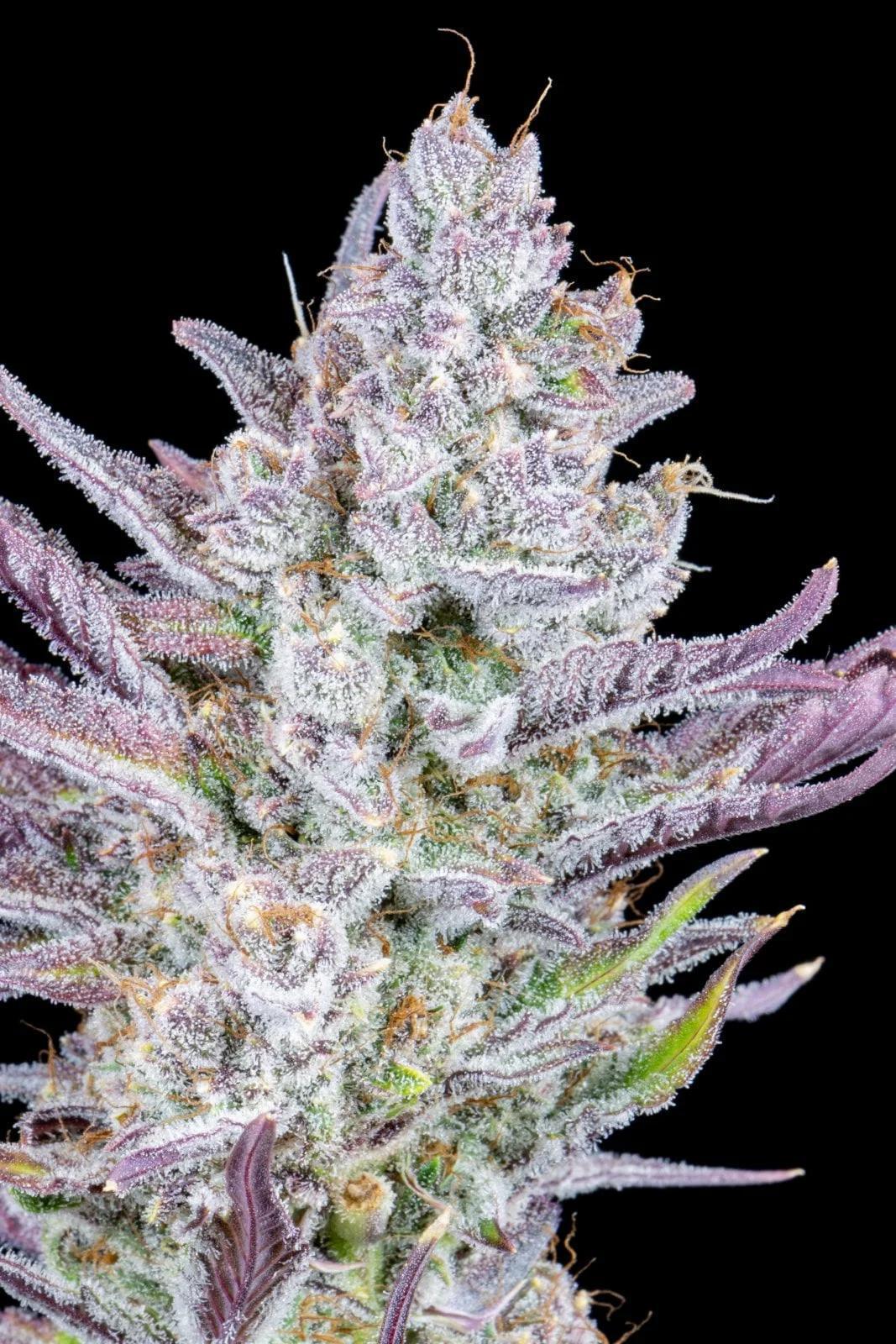 42 Fast Buds - Wedding Glue Auto