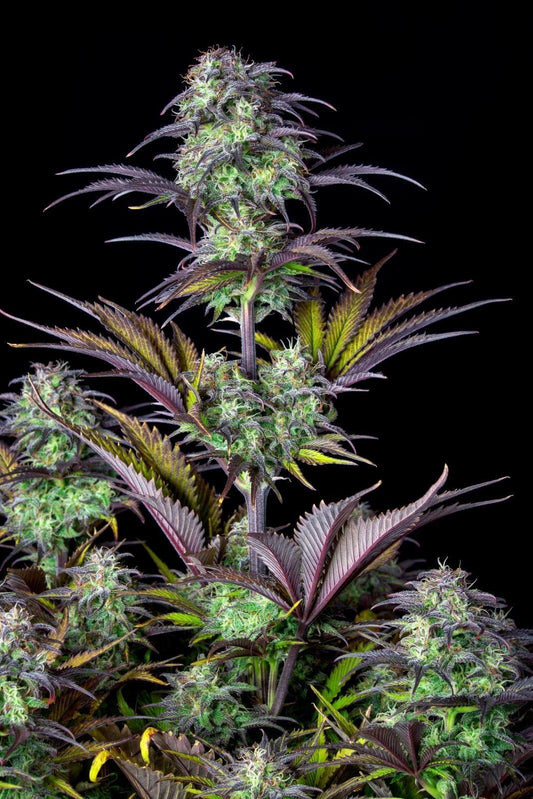 42 Fast Buds - Original Blueberry Auto