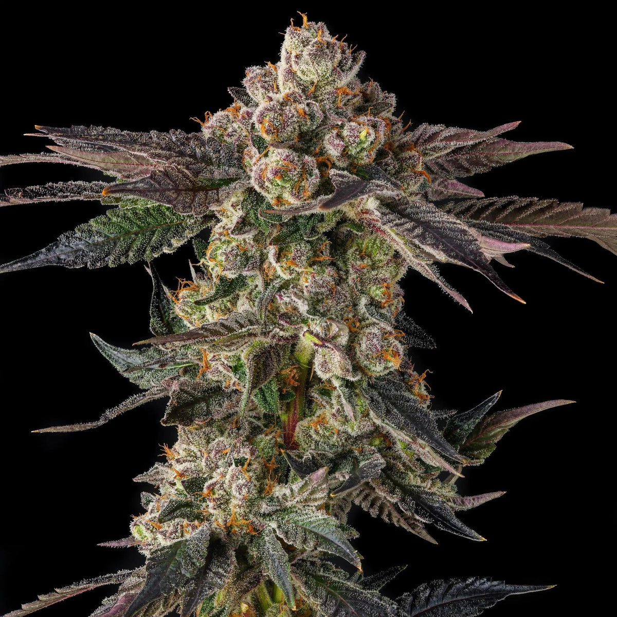 Compound Genetics - Pamellowz