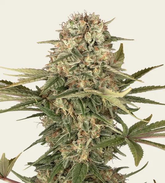 Barney's Farm - Master Kush
