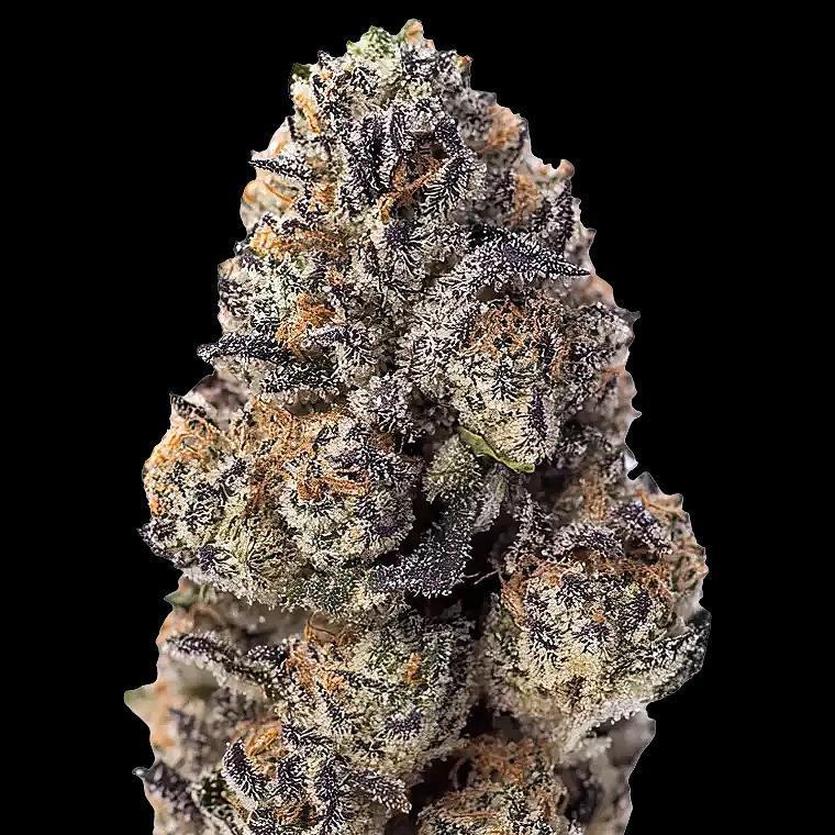 42 Fast Buds - Papaya Sherbet (F)