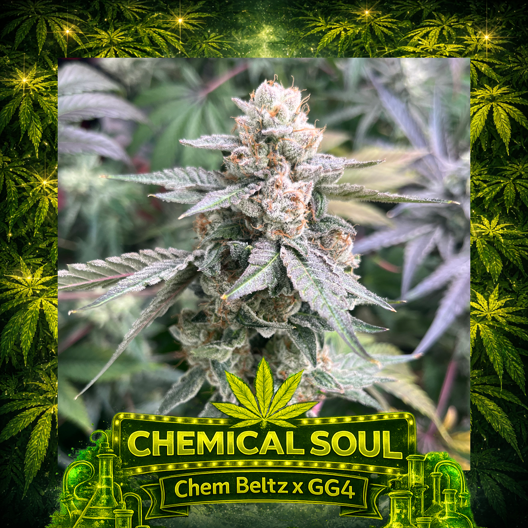 Elev8 - Chemical Soul