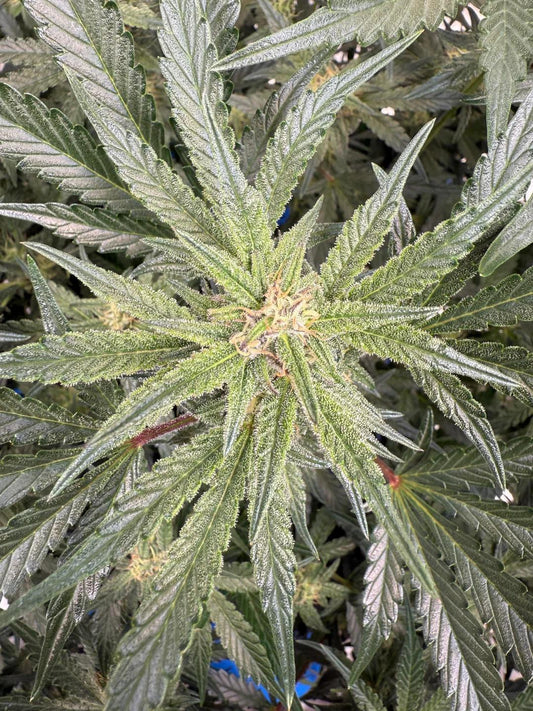 Mephisto - Pink Rizzo