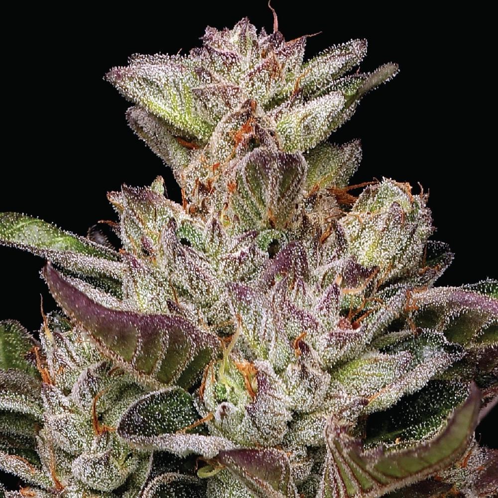 Humboldt - Donutz