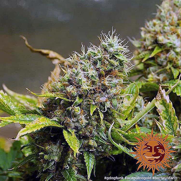 Barney's Farm - Acapulco Gold