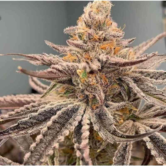 In House Genetics - Garlic Storm