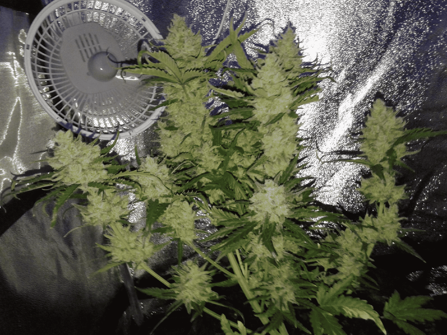 42 Fast Buds - Green Crack