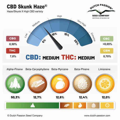 Dutch Passion - Cbd SkunkHaze