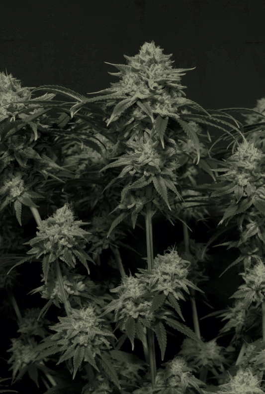 42 Fast Buds - Gorilla Cookies Fast Flowering