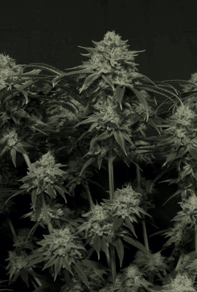 42 Fast Buds - Gorilla Cookies Fast Flowering