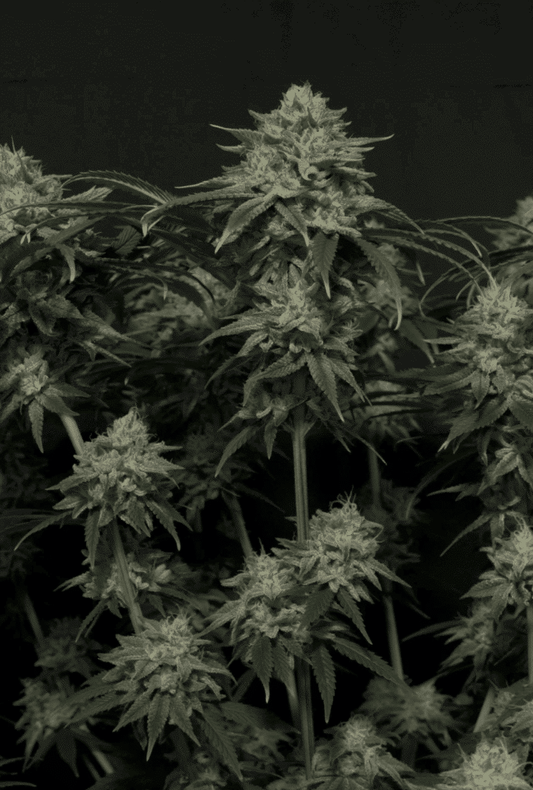 42 Fast Buds - Gorilla Cookies Fast Flowering