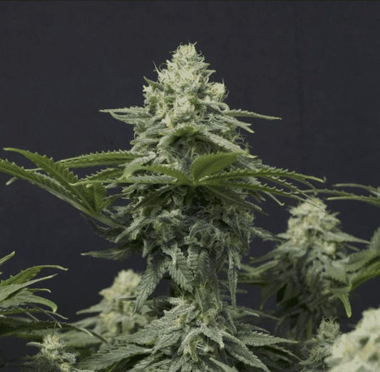 42 Fast Buds - Wedding Cheesecake Fast