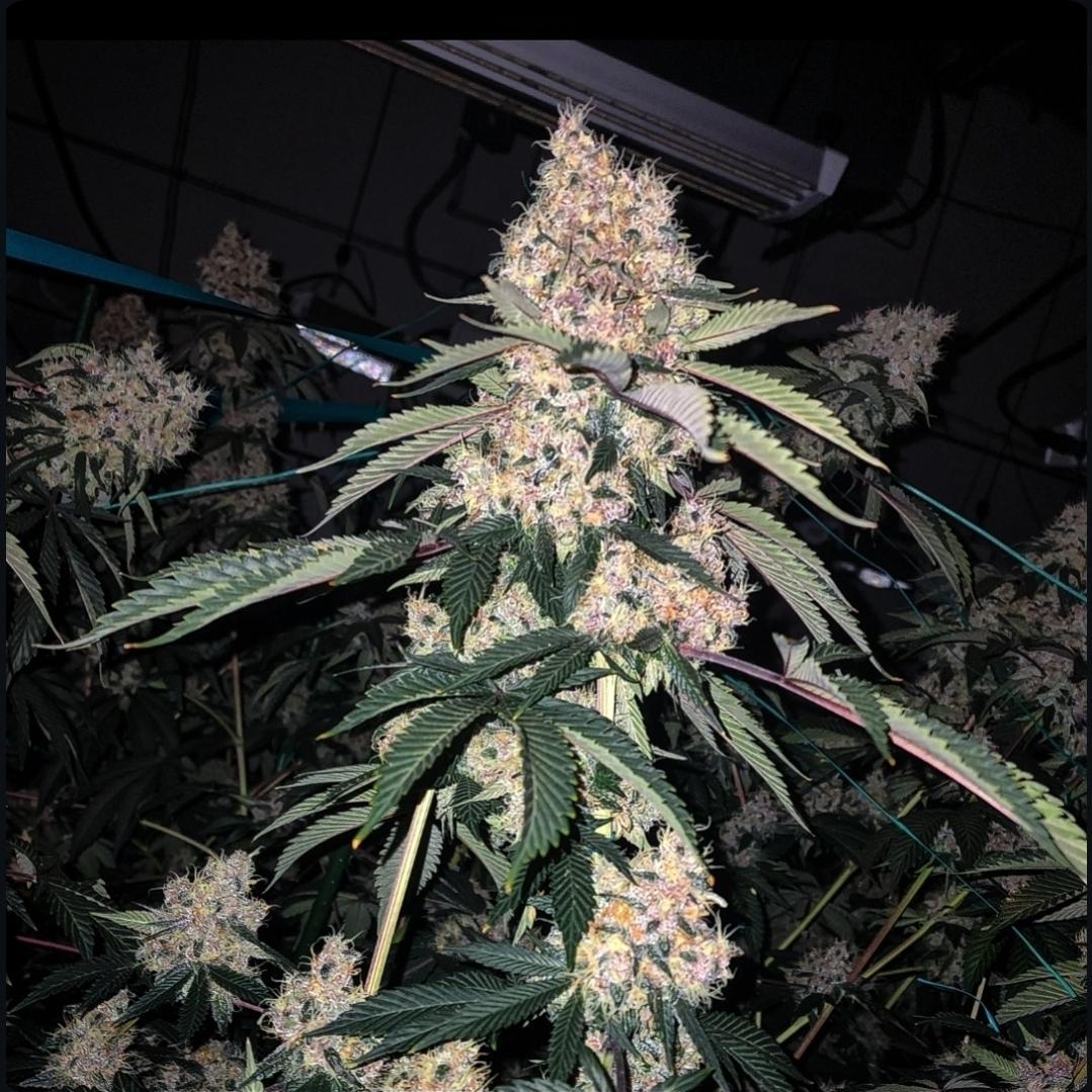 Ethos - Lemon Whhip Haze (SLH IBL B Line)