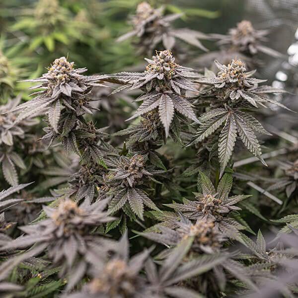 Royal Queen - Dynamite Diesel