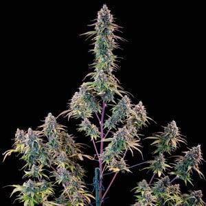 Royal Queen - Gelato 44