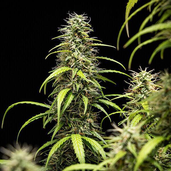 Royal Queen - Goat'lato