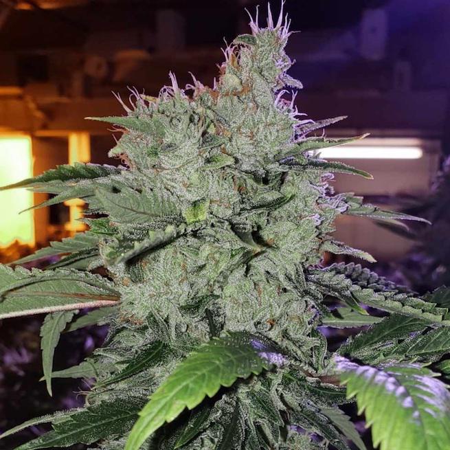 Ethos - Chem Funk R1