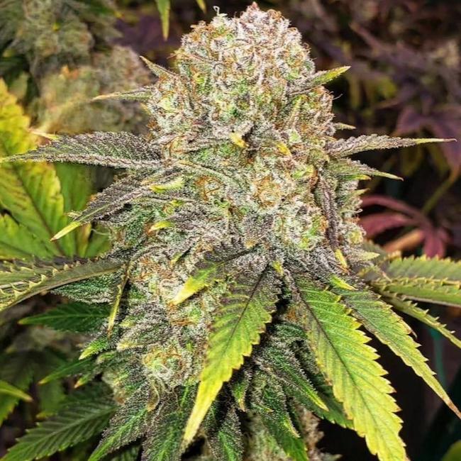 Ethos - Master Kush Rbx