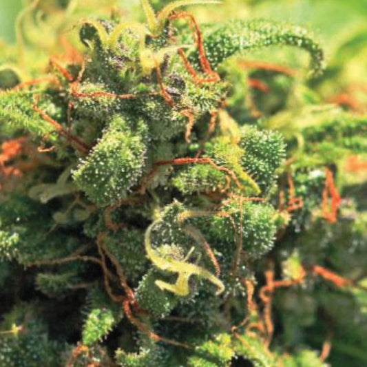 Humboldt - Pineapple Upside Down Cake