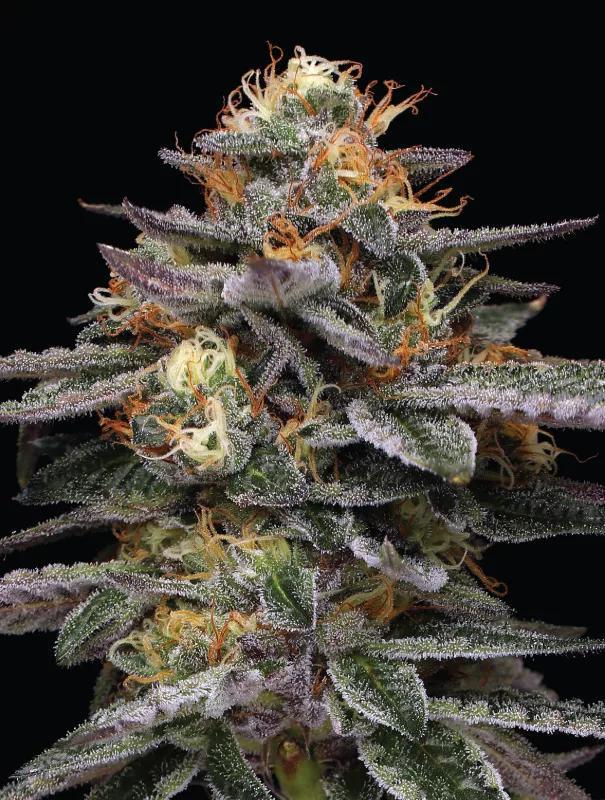 Humboldt - Vanilla Frosting