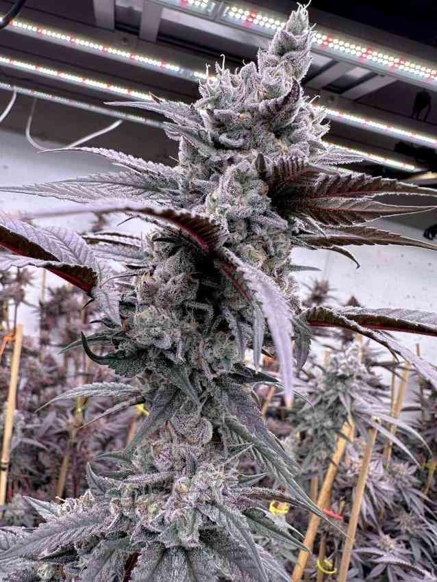 Solfire genetics - Lung Buster