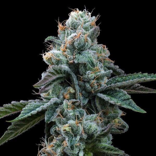 Royal Queen - Dynamite Diesel