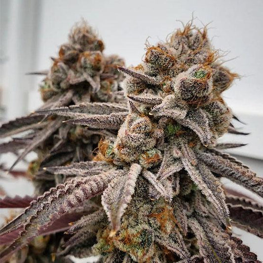 Ethos - Big Detroit Energy R1