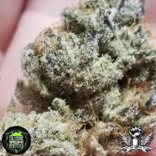 In House Genetics - Tacky Glue