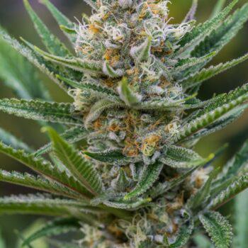 Brothers Grimm - Apollo