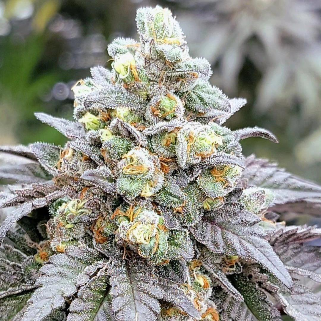 In House Genetics - Zushi Noir