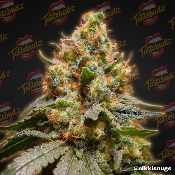 Tastebudz Genetics - Back To The Future