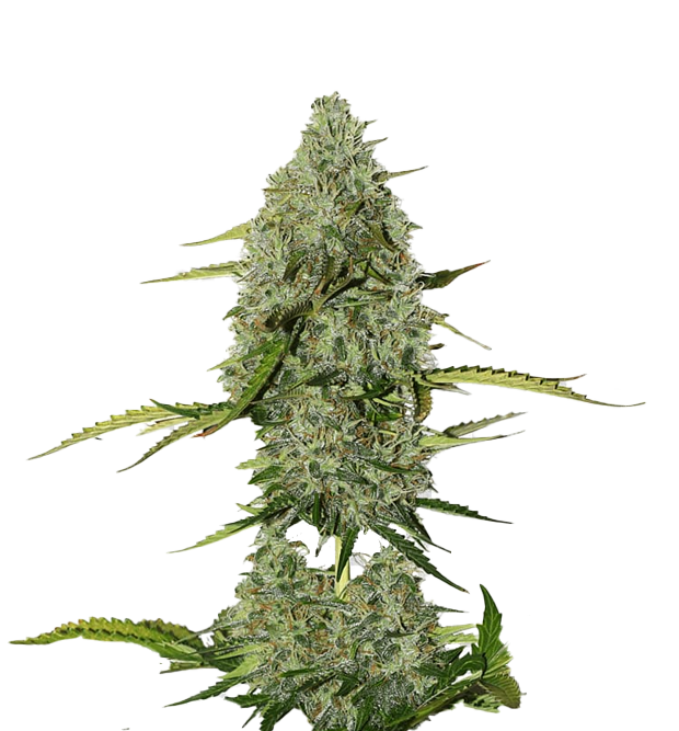 ScapeGoat Genetics - Candy - O