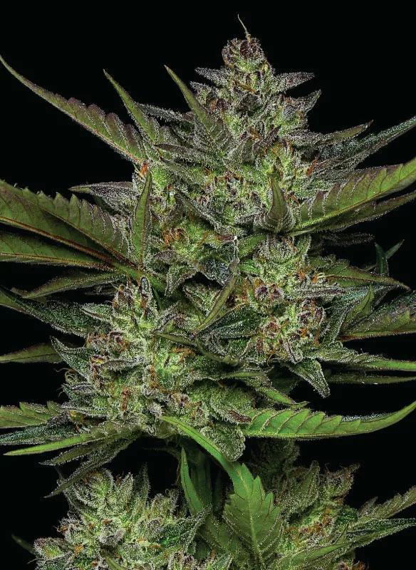 Humboldt - Sour Apple Auto