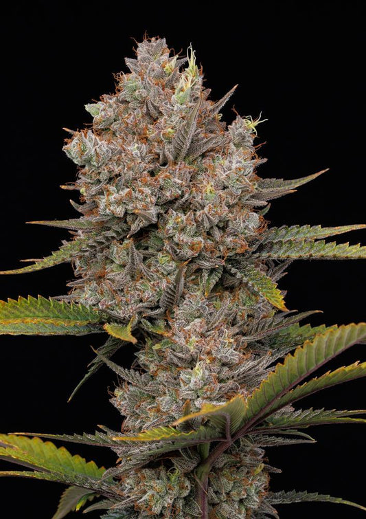 Humboldt - Hella Jelly Auto