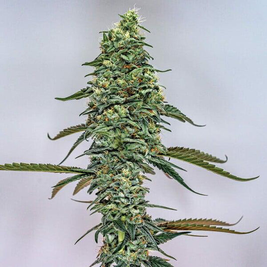 Royal Queen - Tropicana Cookies Purple