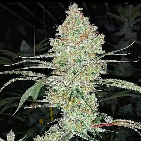 Ethos - Super Lemon Haze IBL V1