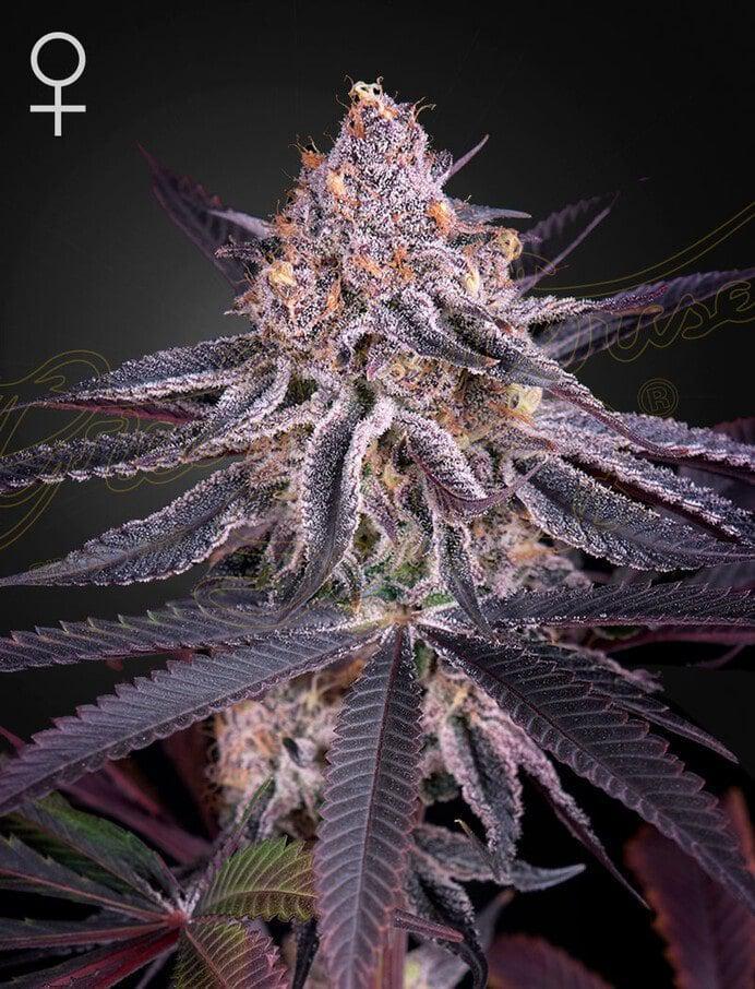 Green House Seed Co. - King's Juice