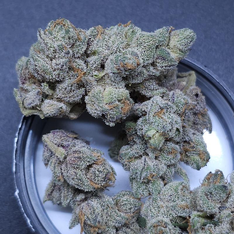 In House Genetics - Sugar Tree