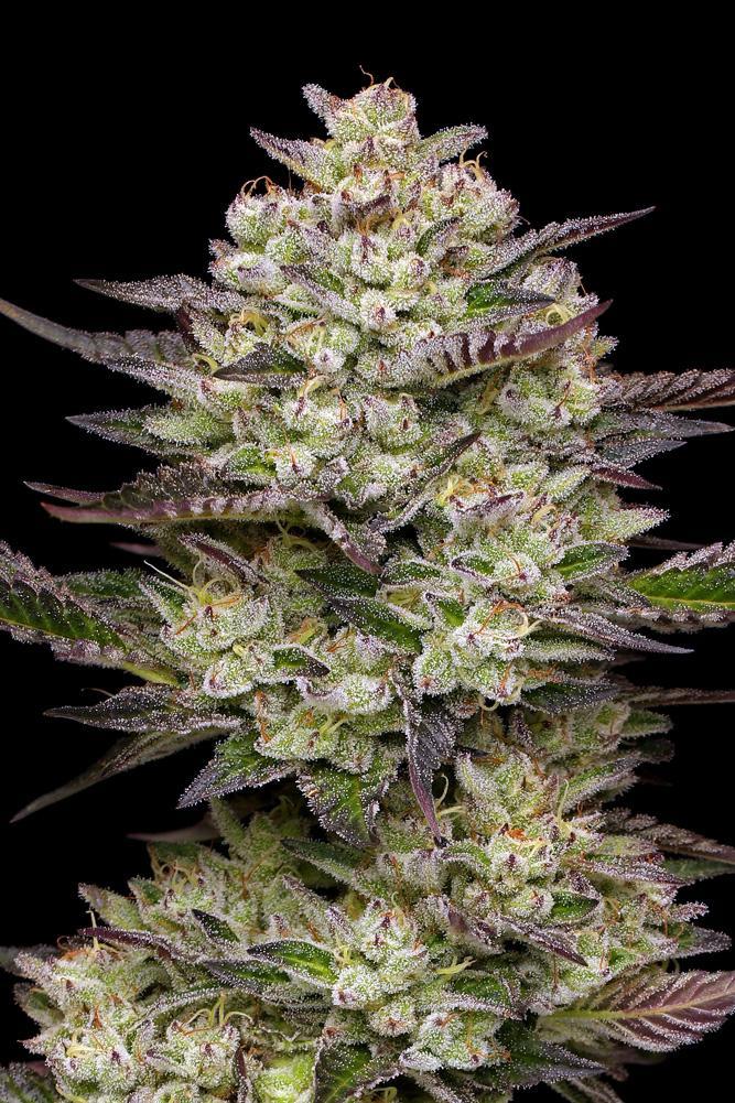 Humboldt - Puff Pastry