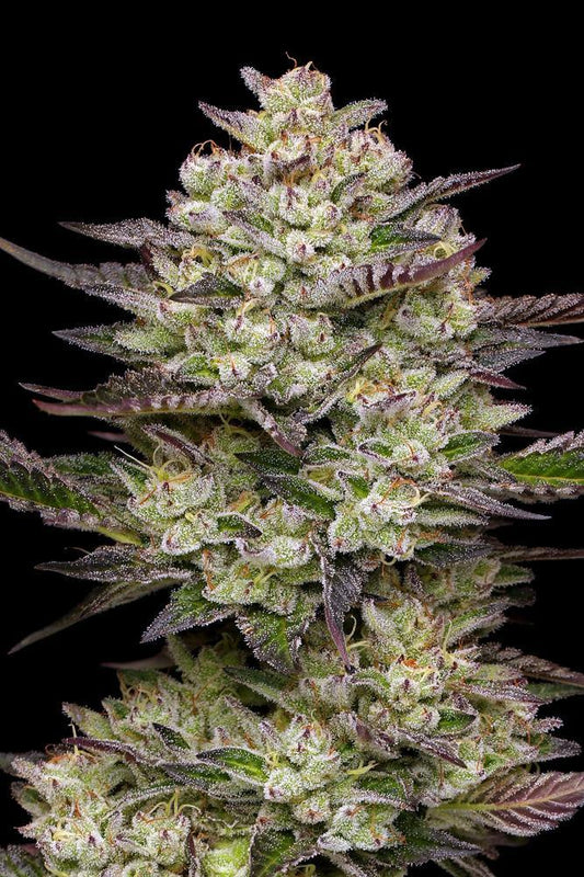 Humboldt - Puff Pastry