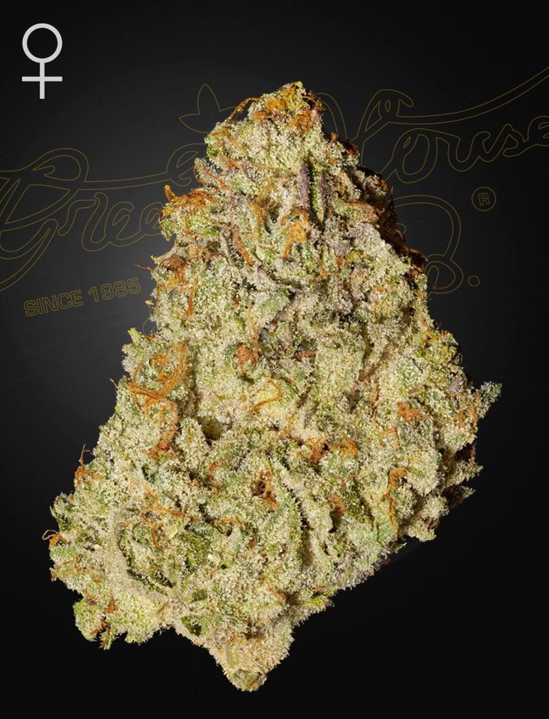 Green House Seed Co. - Super Lemon Haze x GMO