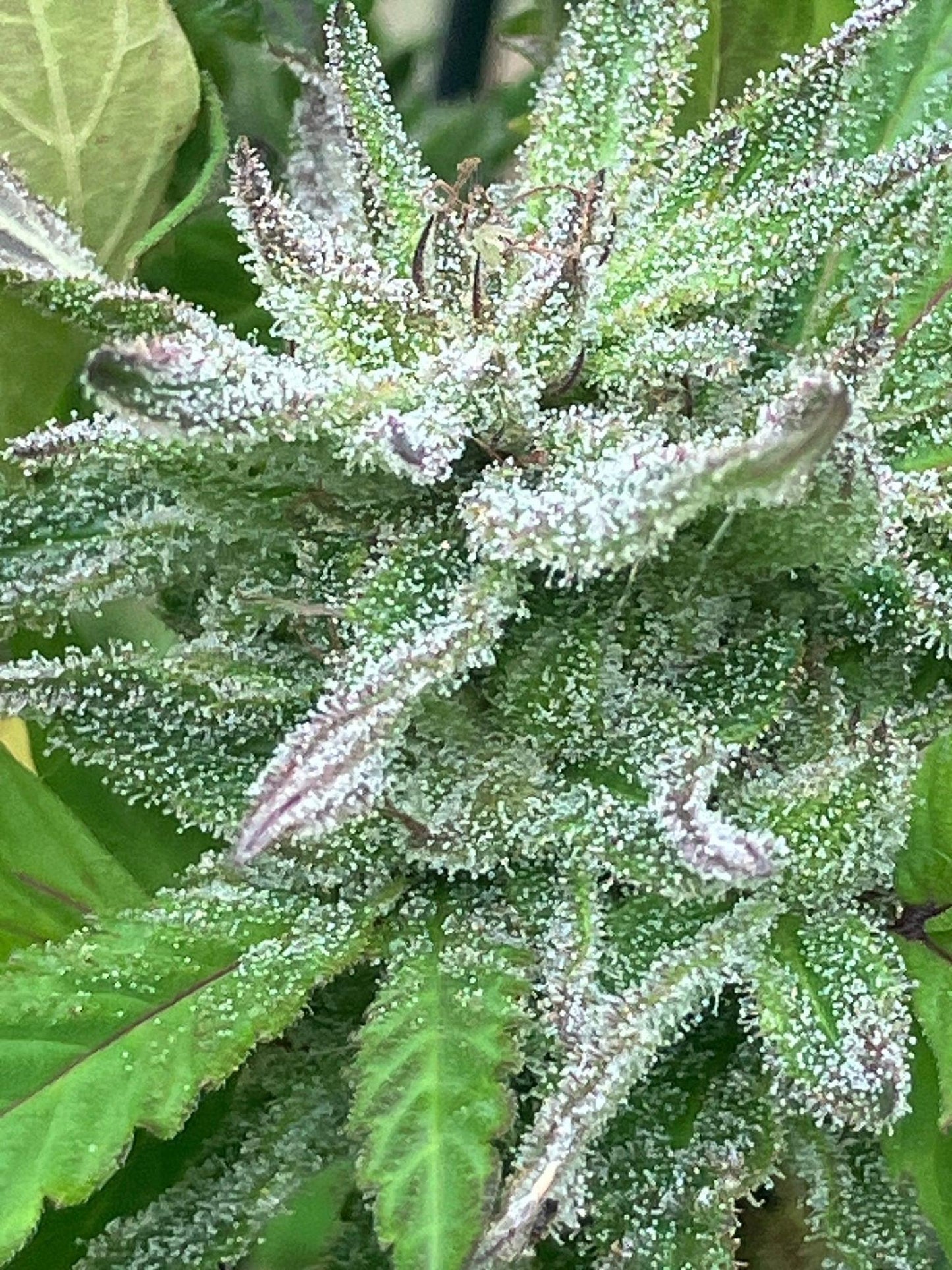 Lamb's Breath Seeds - Ire Select
