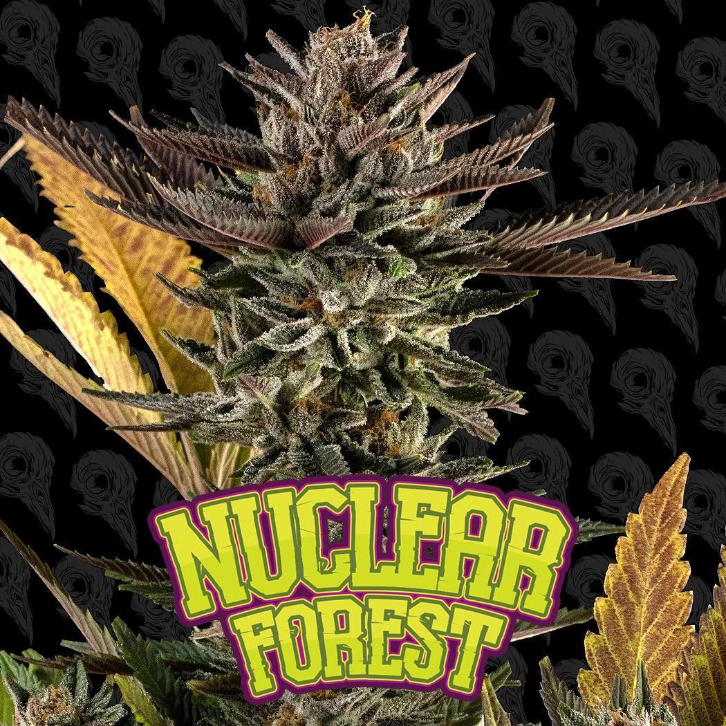 Dirty Bird - Nuclear Forest